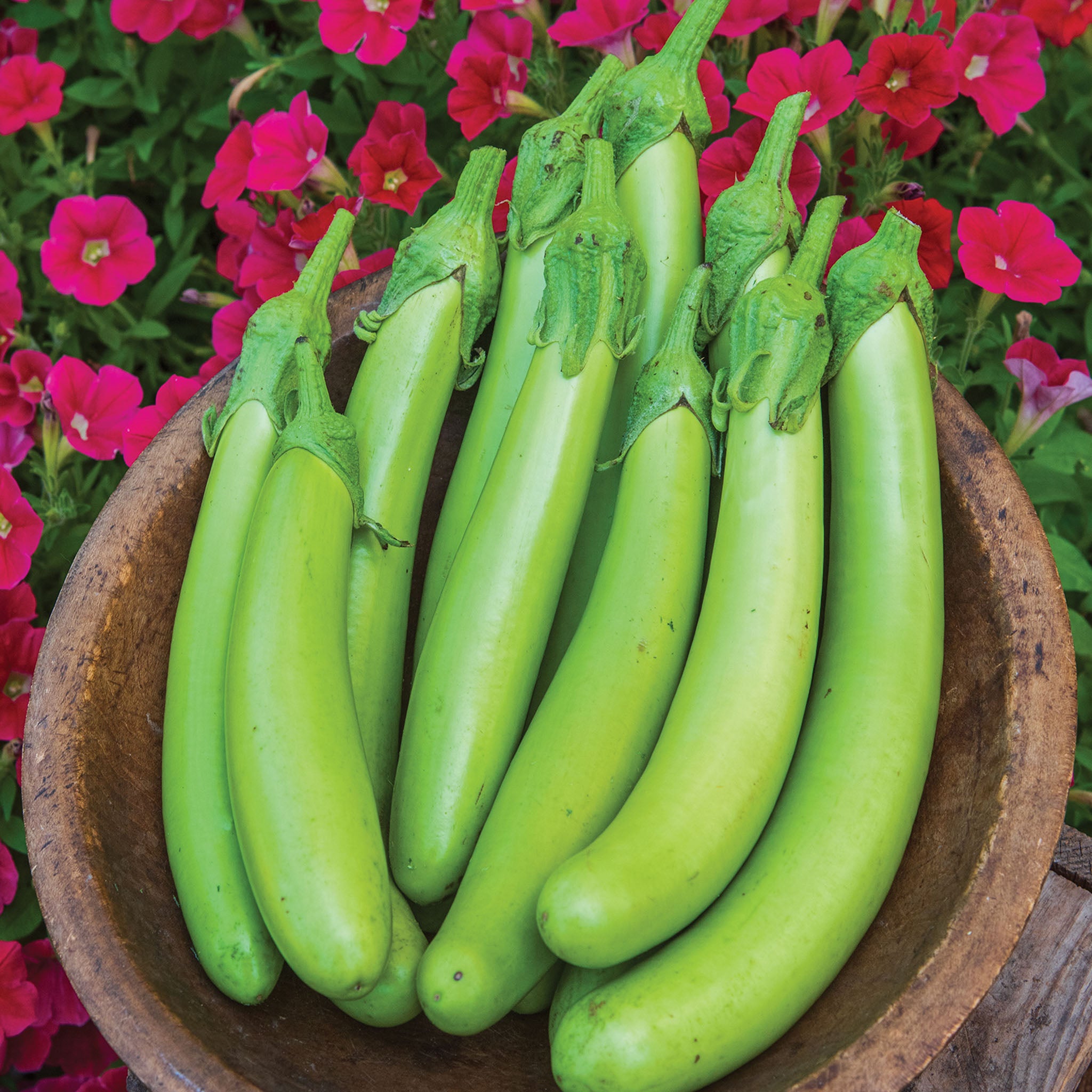 Green Knight Eggplant