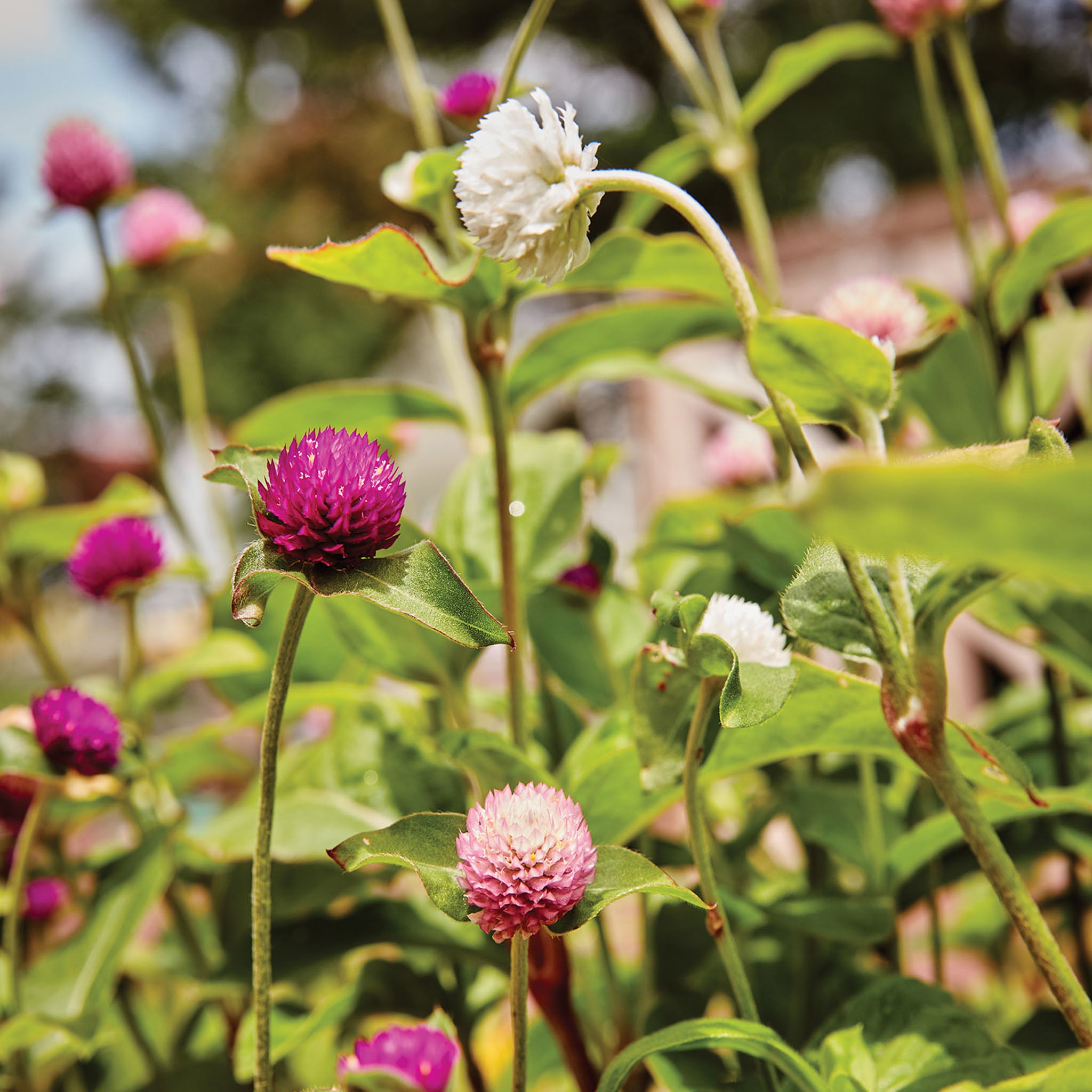 QIS Mix Gomphrena