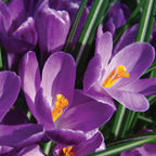 Flower Record Crocus Vernus Bulbs