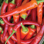 Sweet Savour  Sweet Pepper