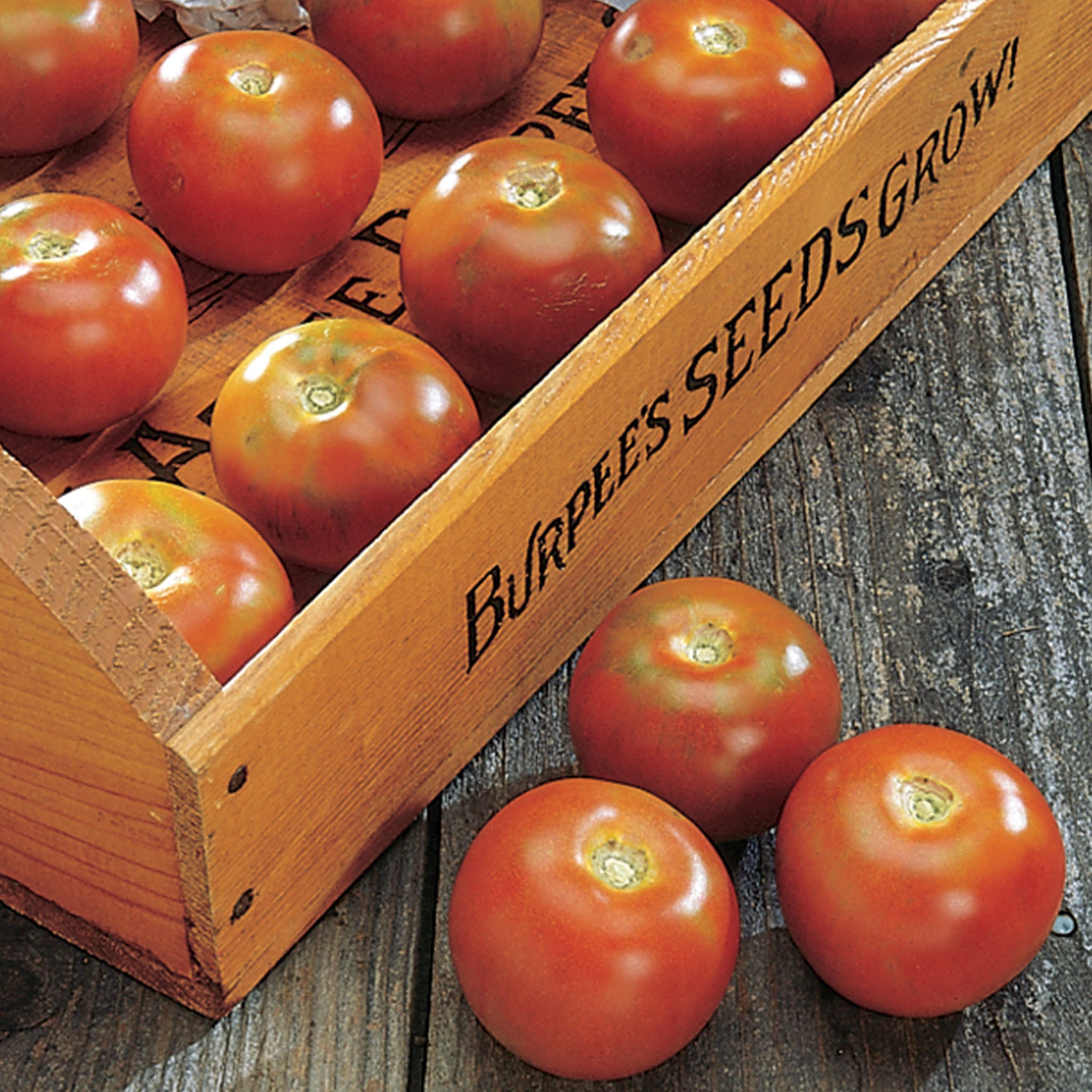 Burpee's Long-Keeper Tomato