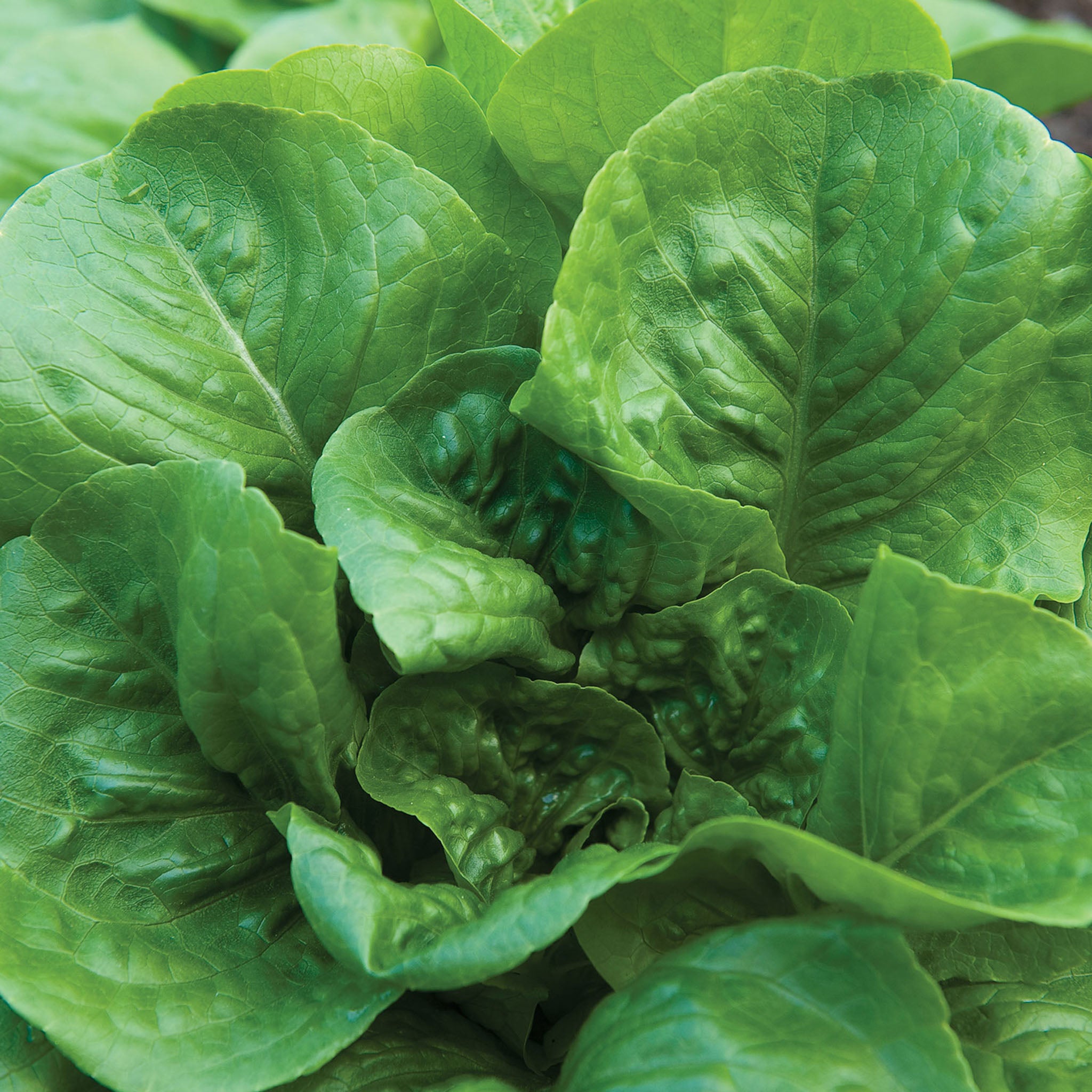 Little Caesar Lettuce