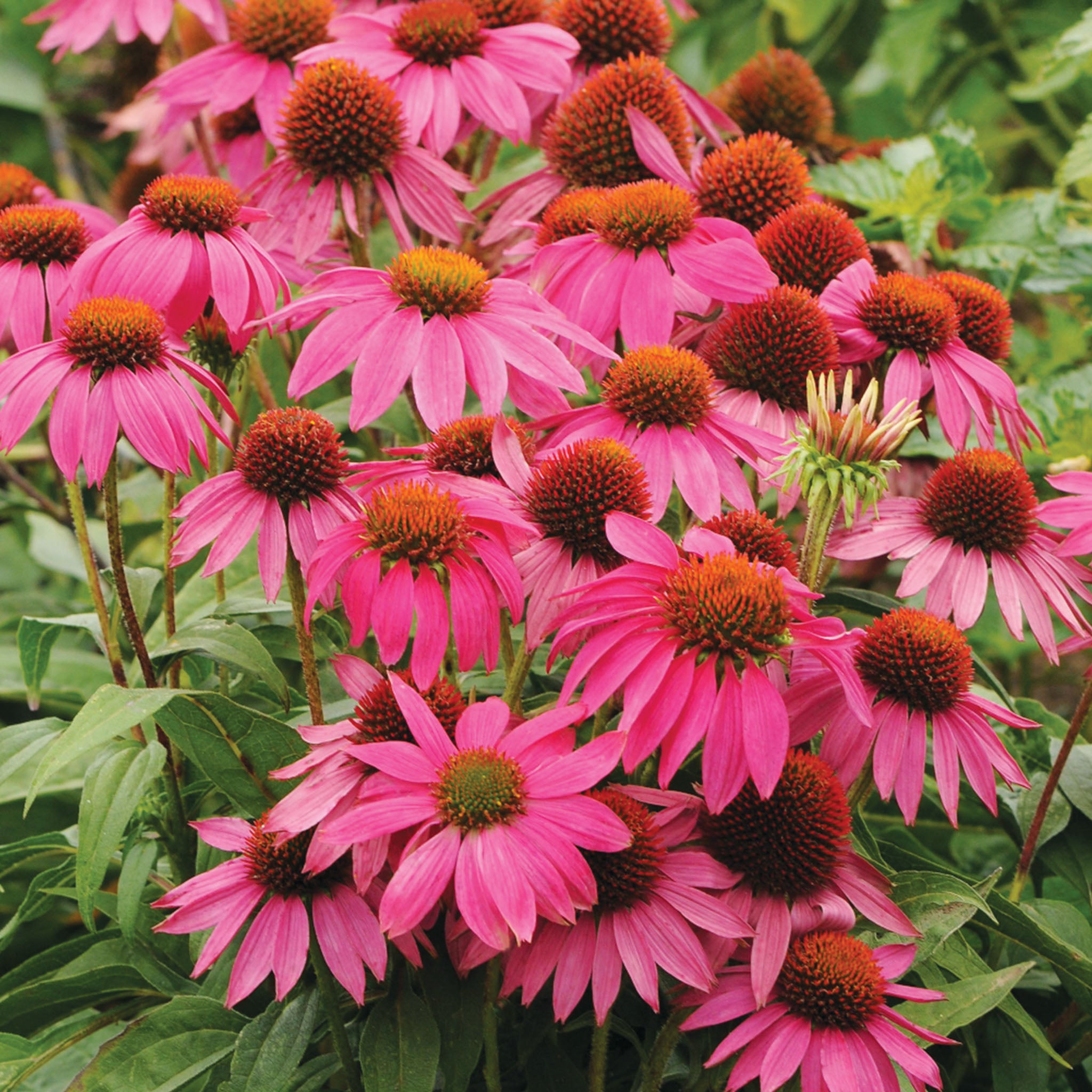 PowWow Wild Berry Echinacea