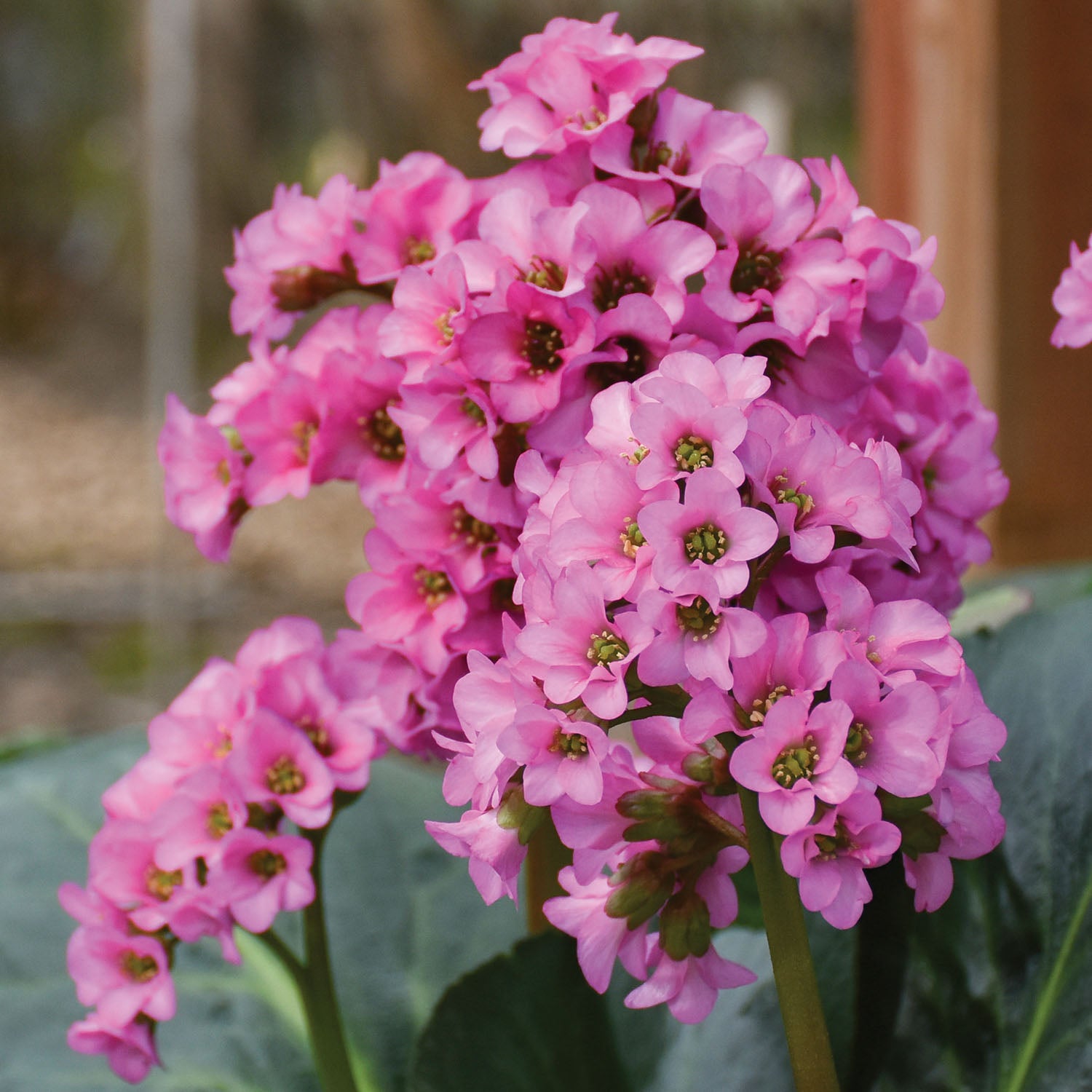 Miss Piggy Bergenia