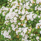 Blushing Bride Phlox Drummondii