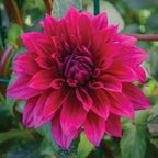 Babylon Purple Dahlia Tubers