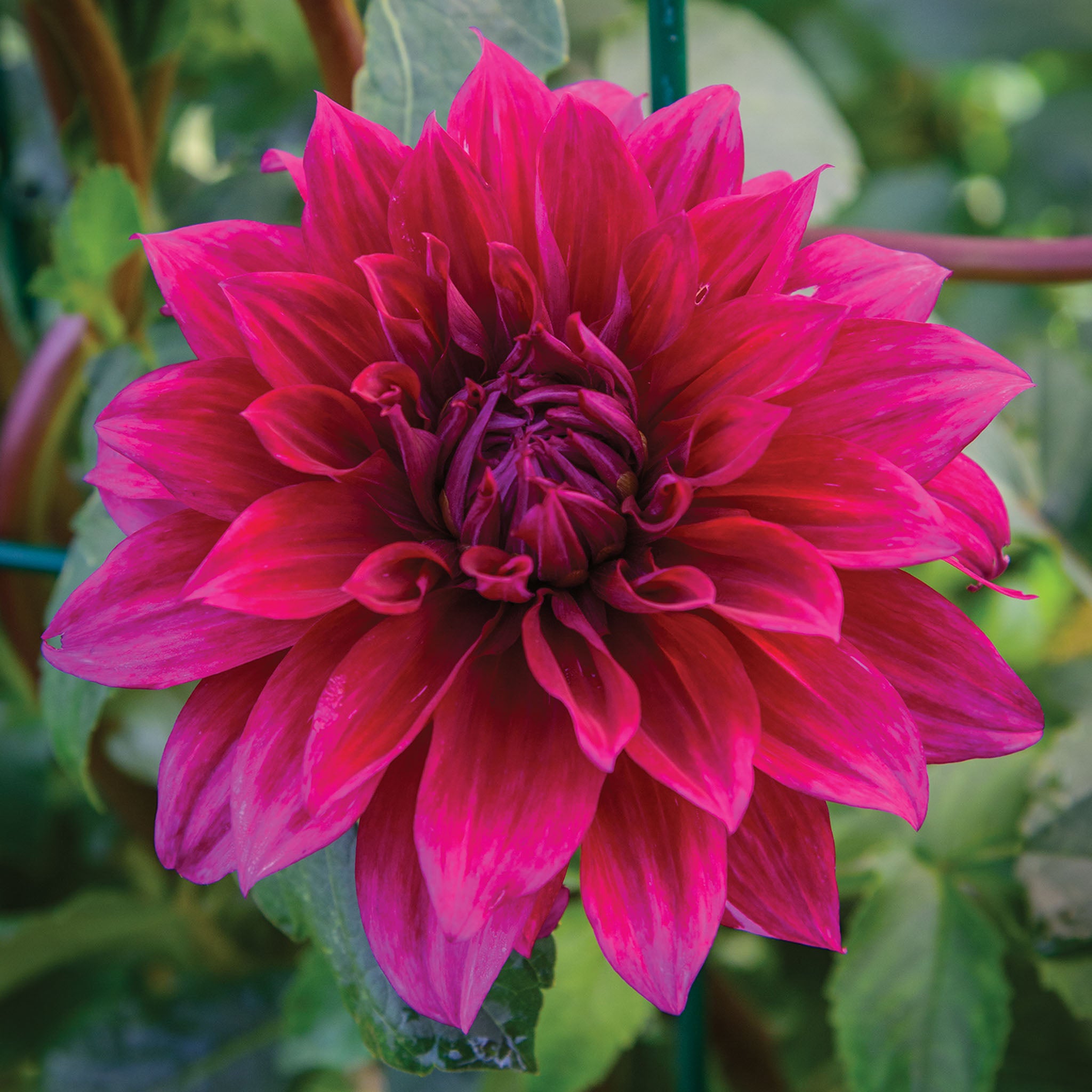 Babylon Purple Dahlia Tubers