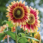 Candy Mountain Sunflower