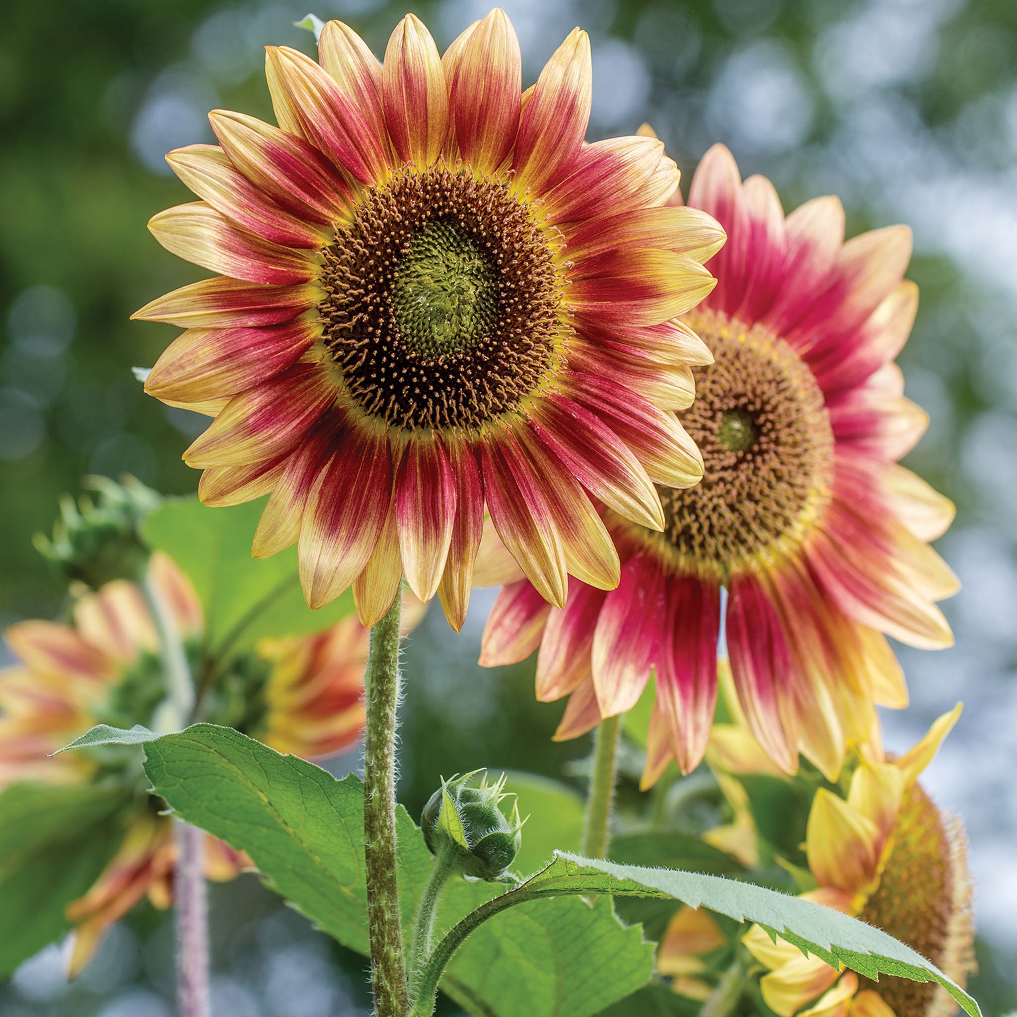 Candy Mountain Sunflower