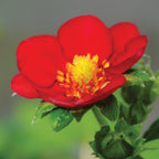 Ruby Ann Strawberry