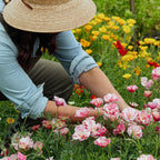 Frilly Fun Appleblossom California Poppy