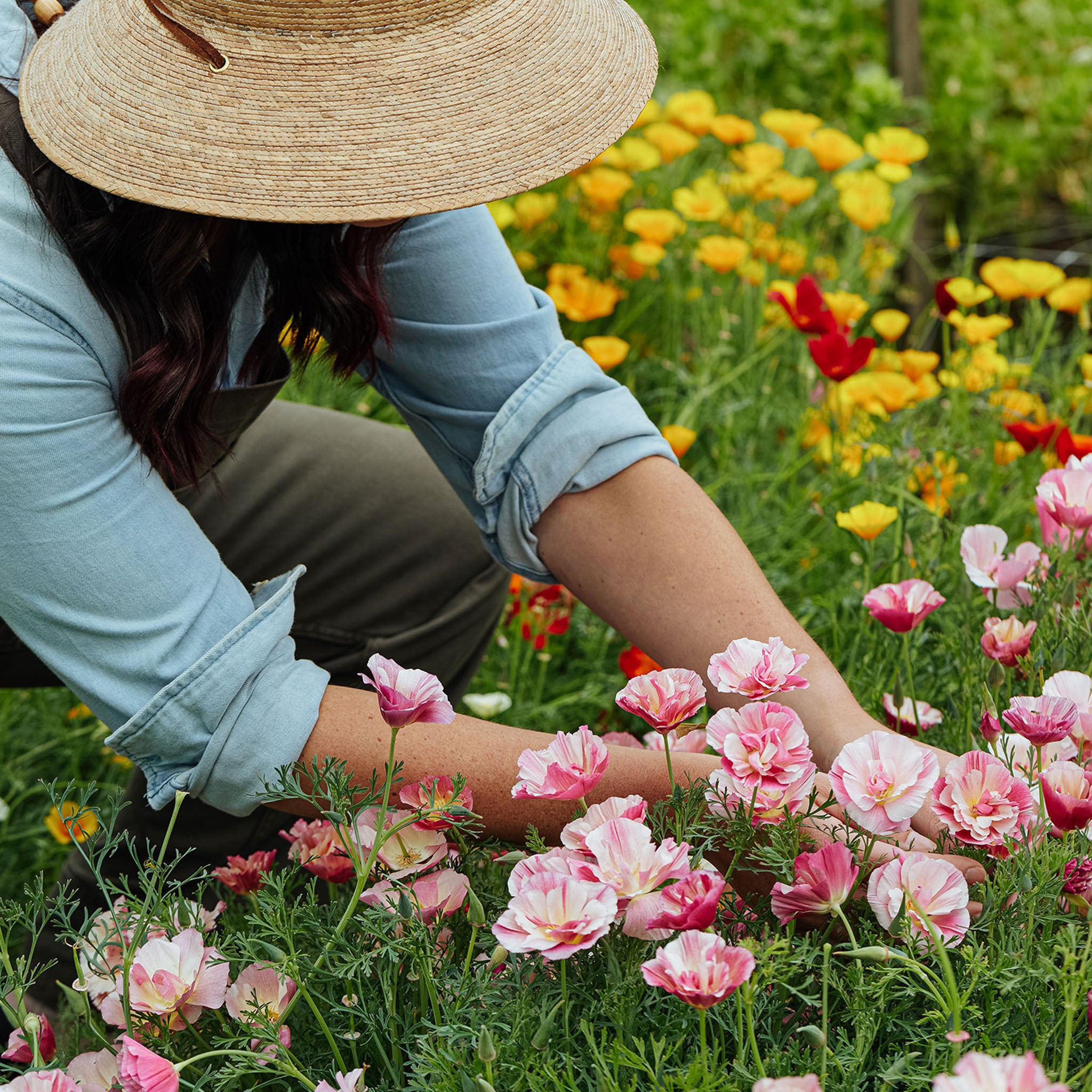 Frilly Fun Appleblossom California Poppy