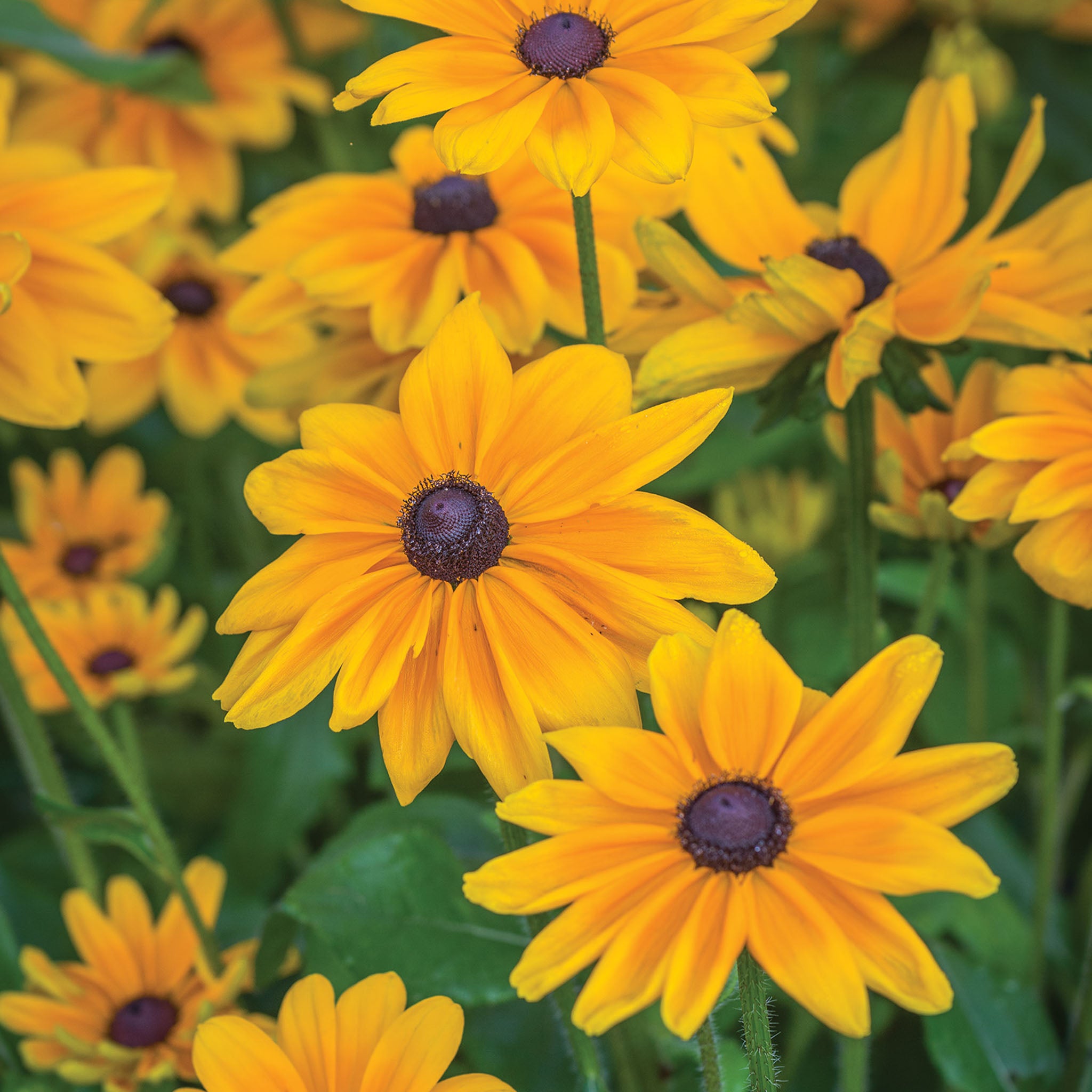 Indian Summer Rudbeckia