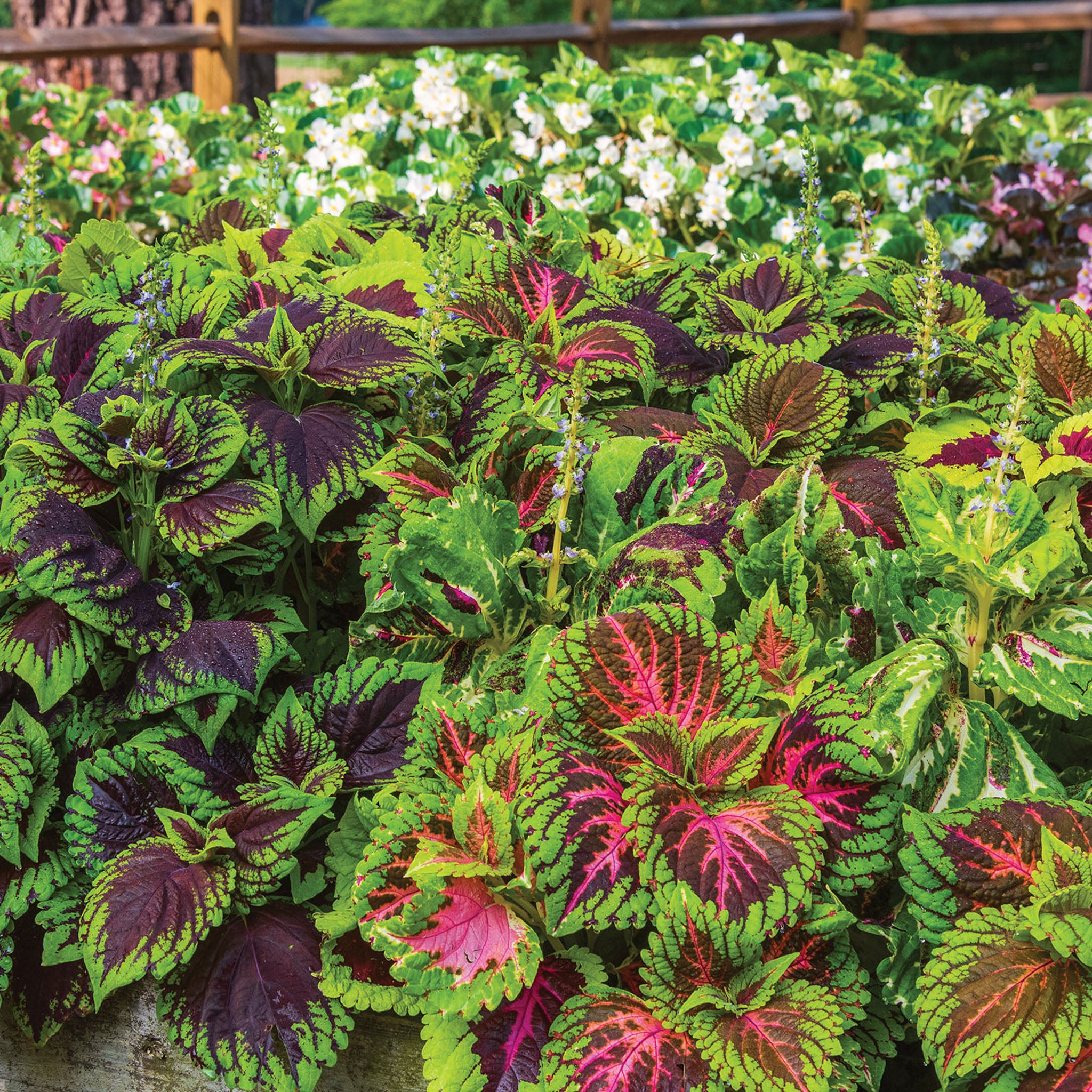 Giant Leaf Mix Coleus