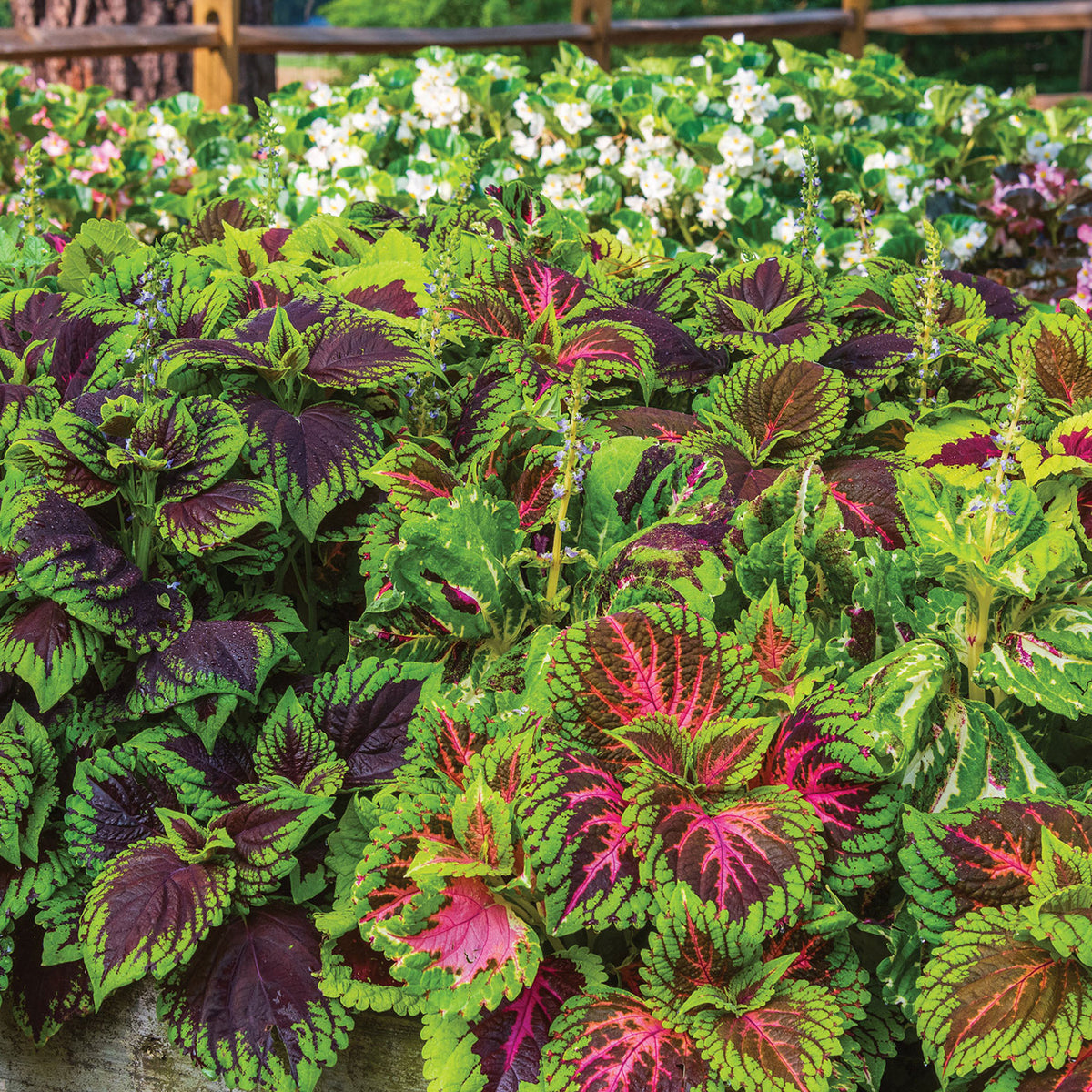 Giant Leaf Mix Coleus