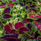 Rainbow Mixed Colors Coleus