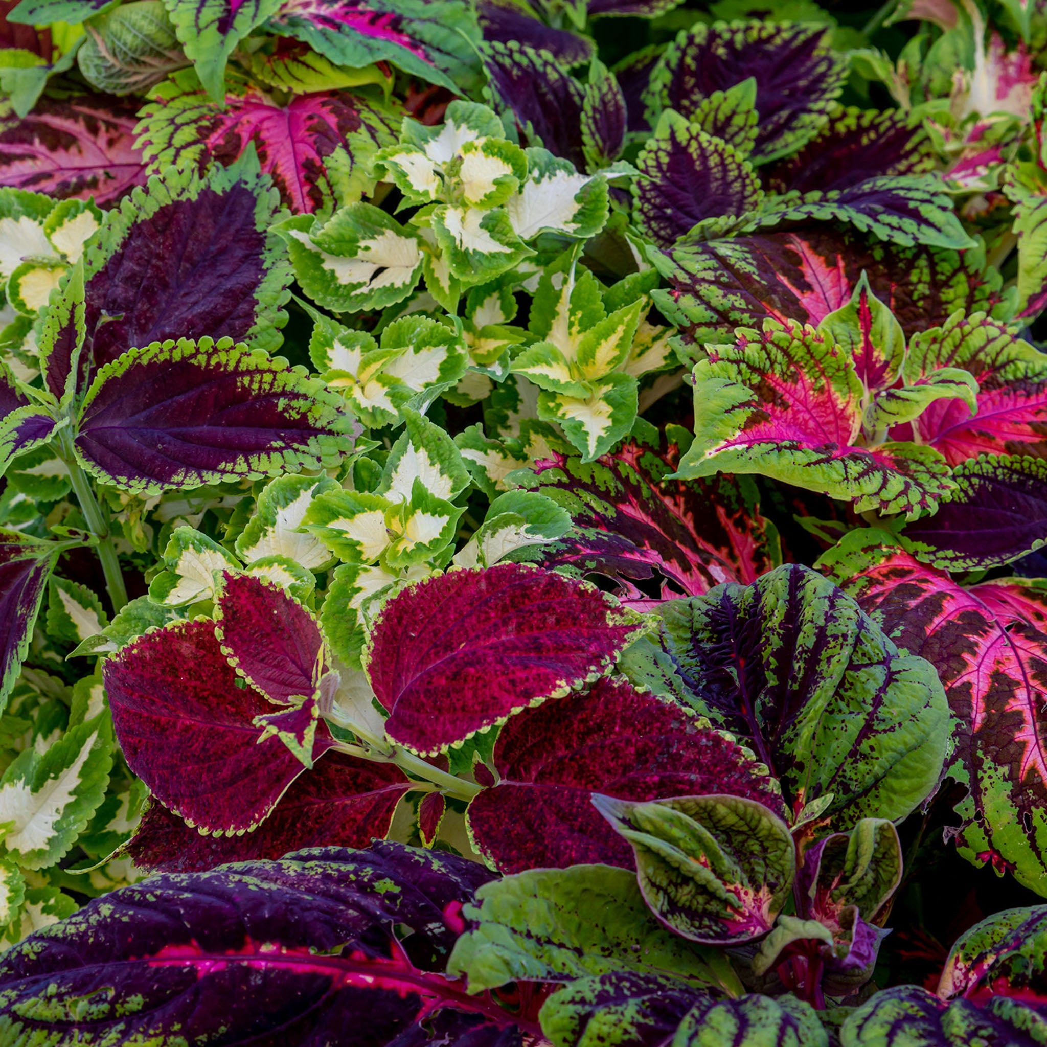Rainbow Mixed Colors Coleus