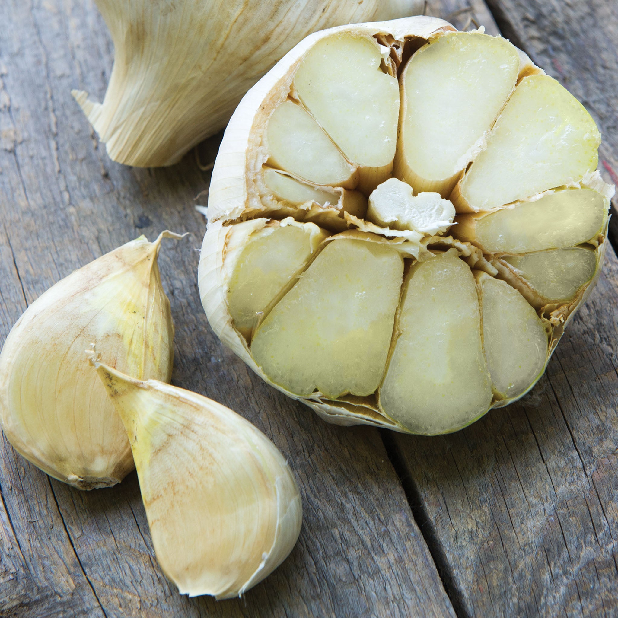 Elephant Garlic Bulbs