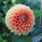 Cornel Bronze Dahlia Tubers