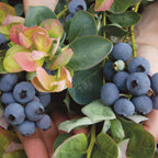 Peach Sorbet Blueberry