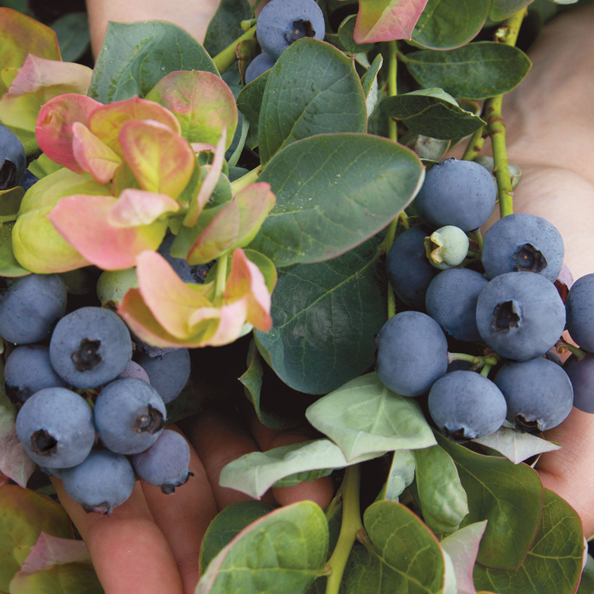 Peach Sorbet Blueberry