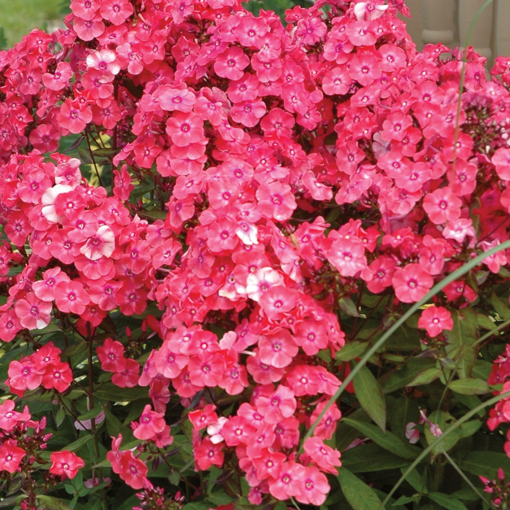 Glamour Girl Phlox Paniculata