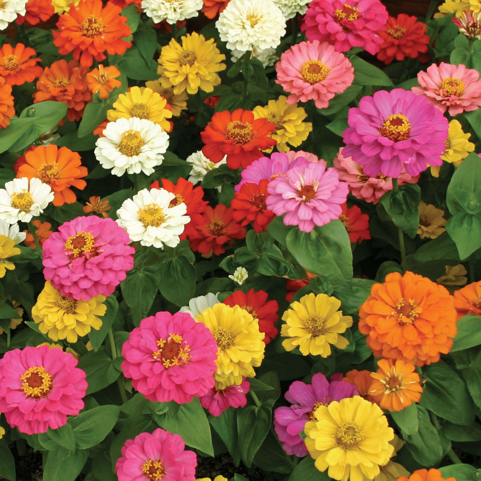 Thumbelina Mix Zinnia