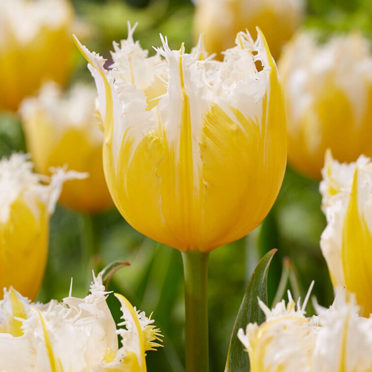Burning Flame Tulip Bulbs