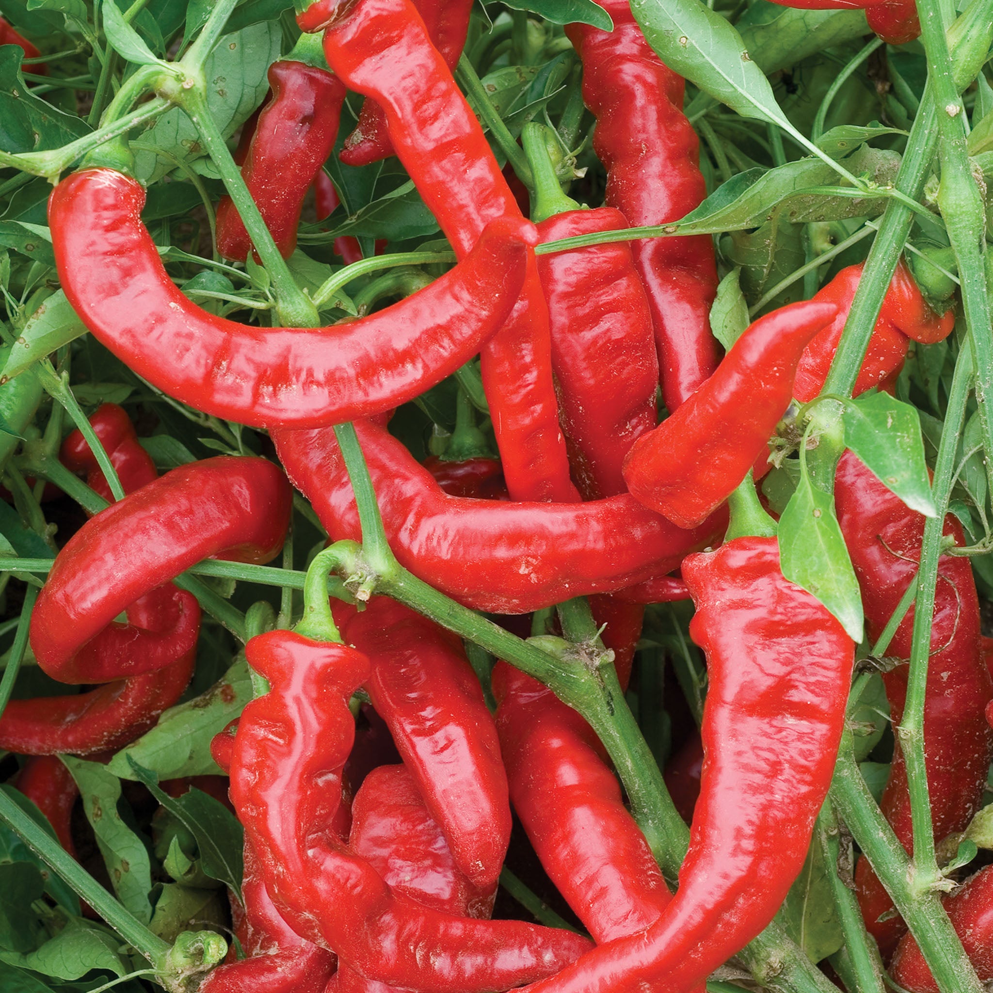 Jimmy Nardello Sweet Pepper