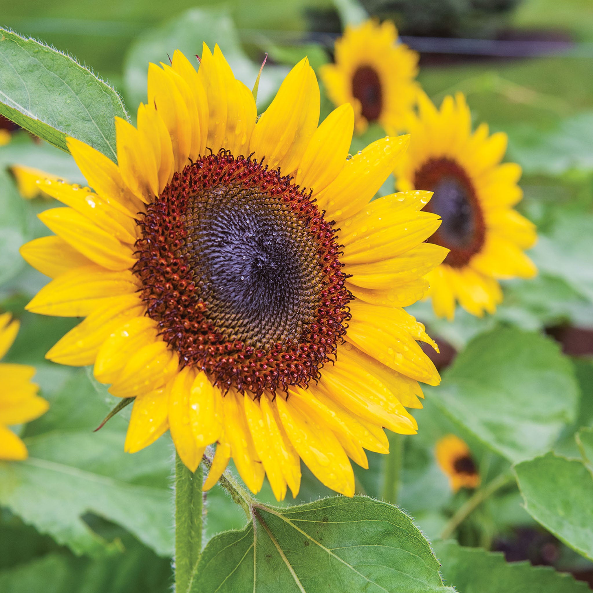 Jua Maya Sunflower