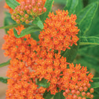 Butterfly Weed Asclepias Tuberosa