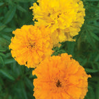 Sunset Giants Mix Marigold