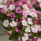 Jolt Pink Magic Dianthus