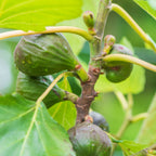 Violette de Bordeaux Fig
