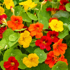 Supernova Mixed Colors Nasturtium
