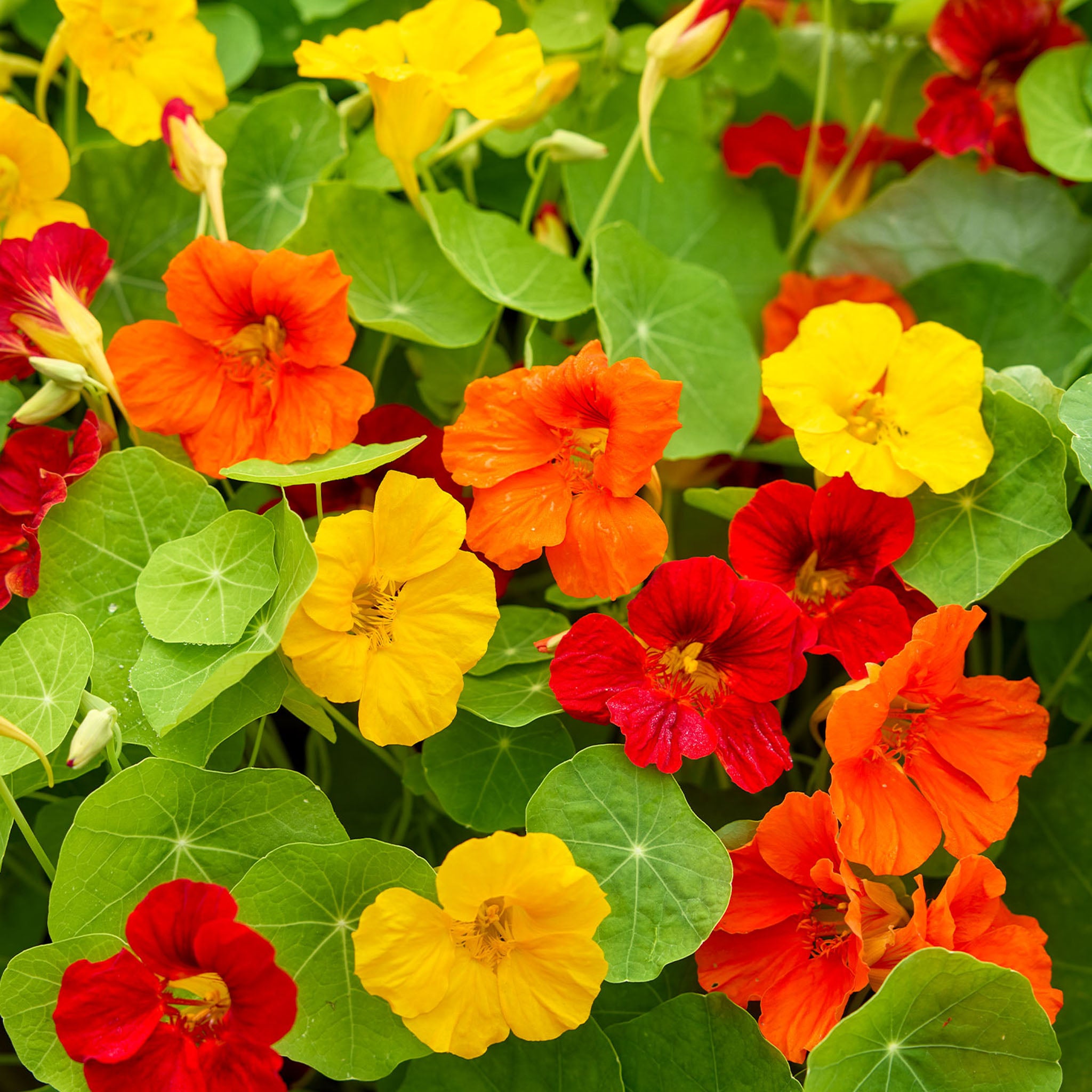 Supernova Mixed Colors Nasturtium