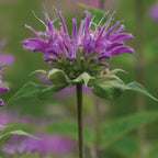 Humdinger Monarda Fistulosa