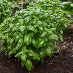 Monteverde Late Flowering Basil