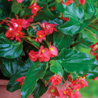 Dragon Wing® Red Begonia