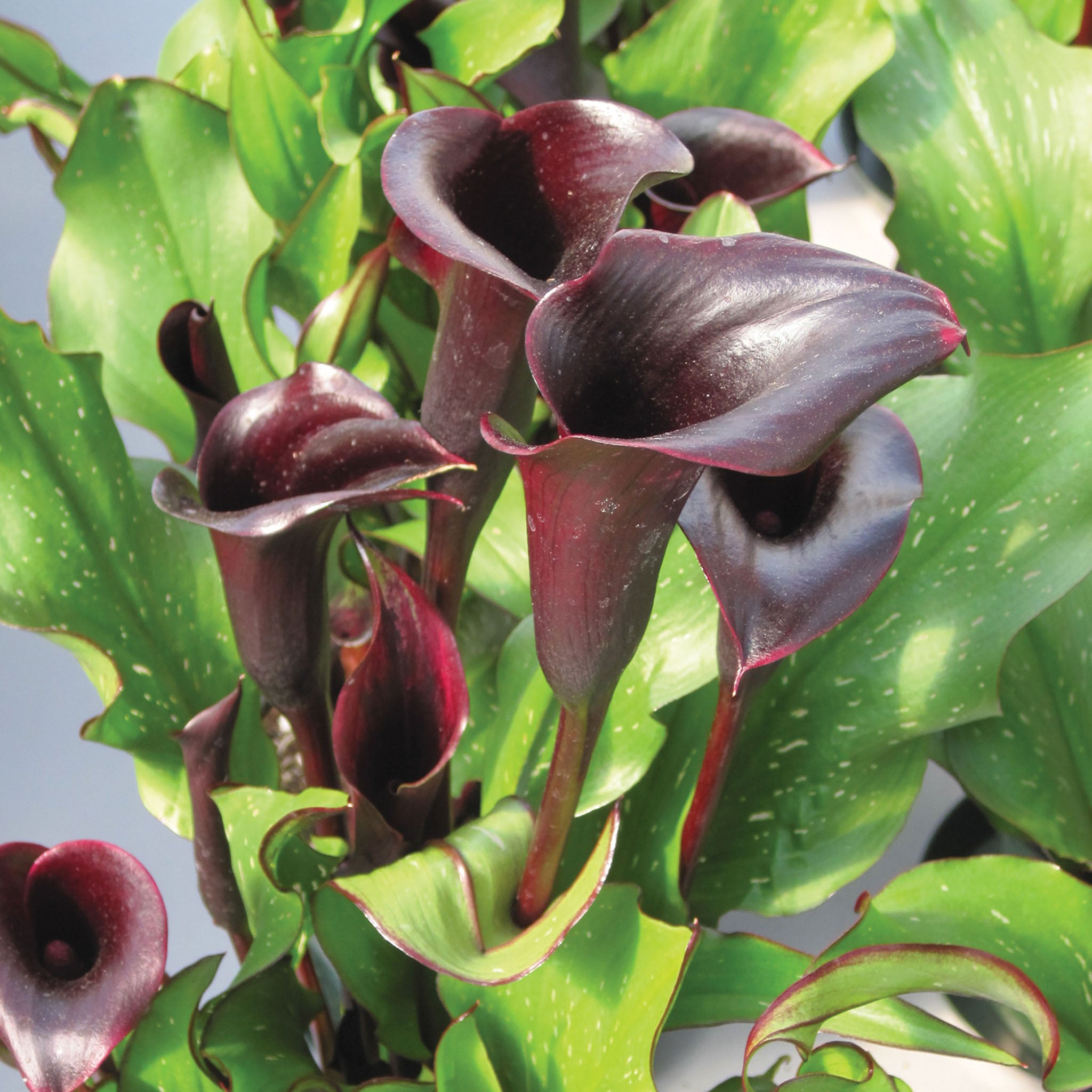 Black Star Calla Lilly Bulbs