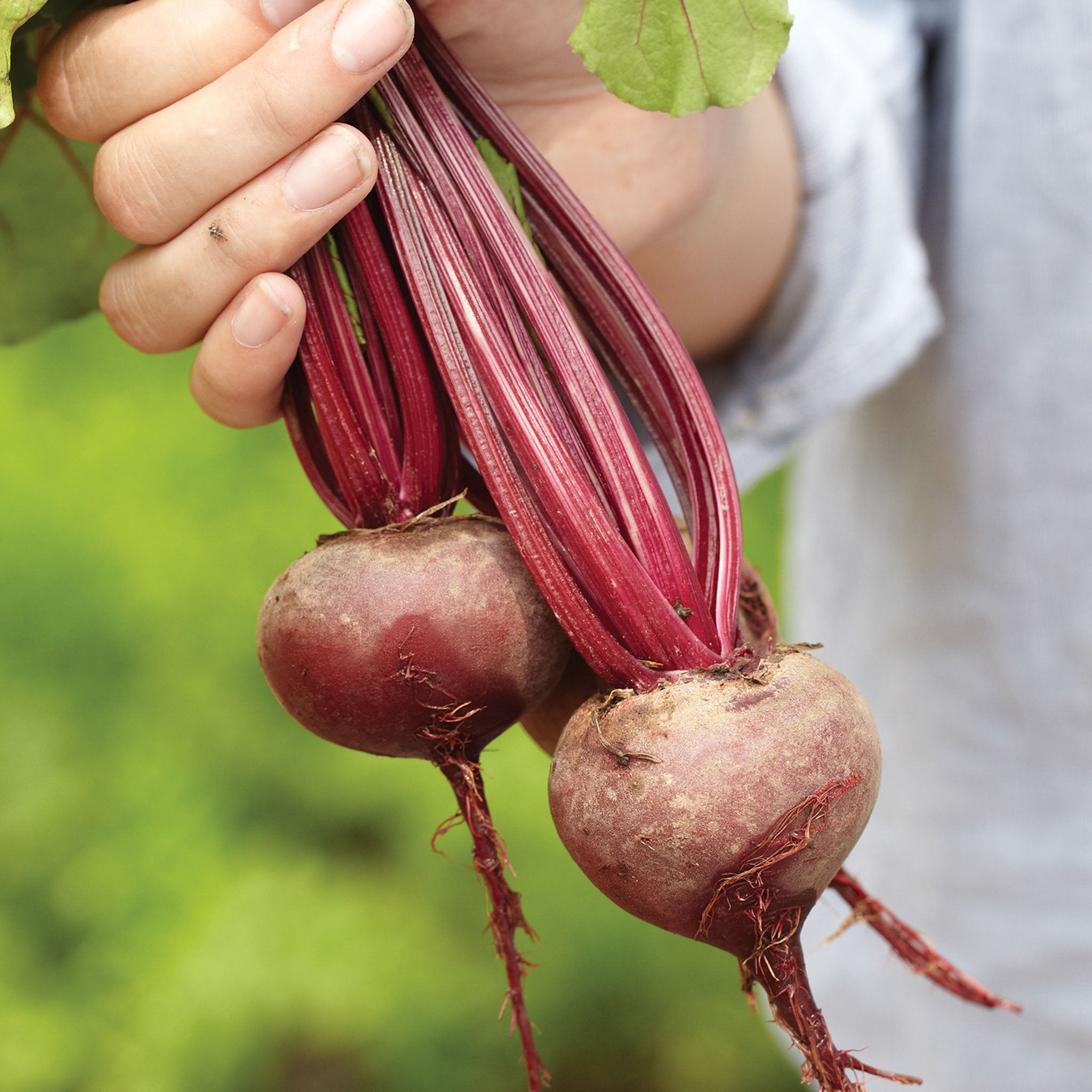 Early Wonder Organic Beet