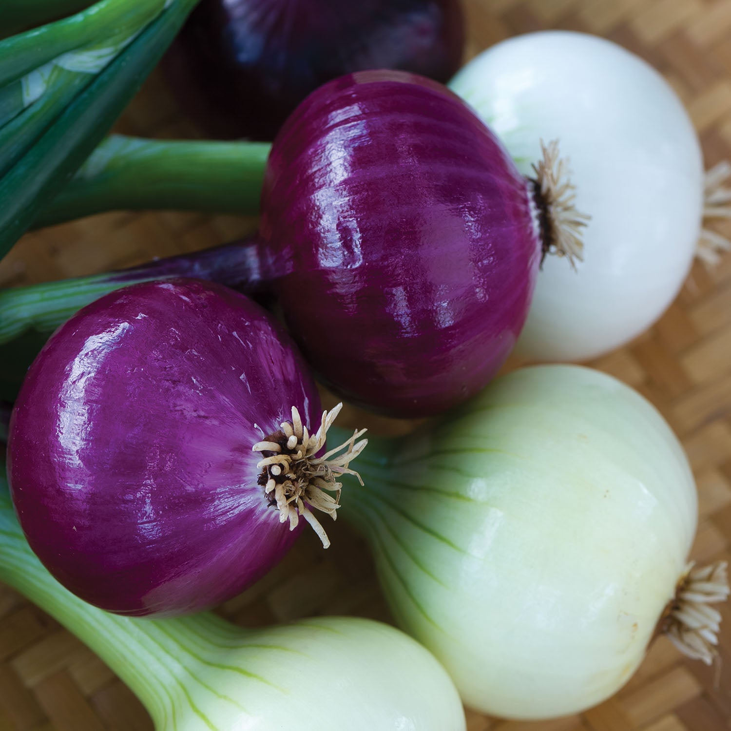 Intermediate Day Collection Onions