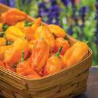 Orange Pepperoncini Hot Pepper
