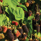 Marionberry