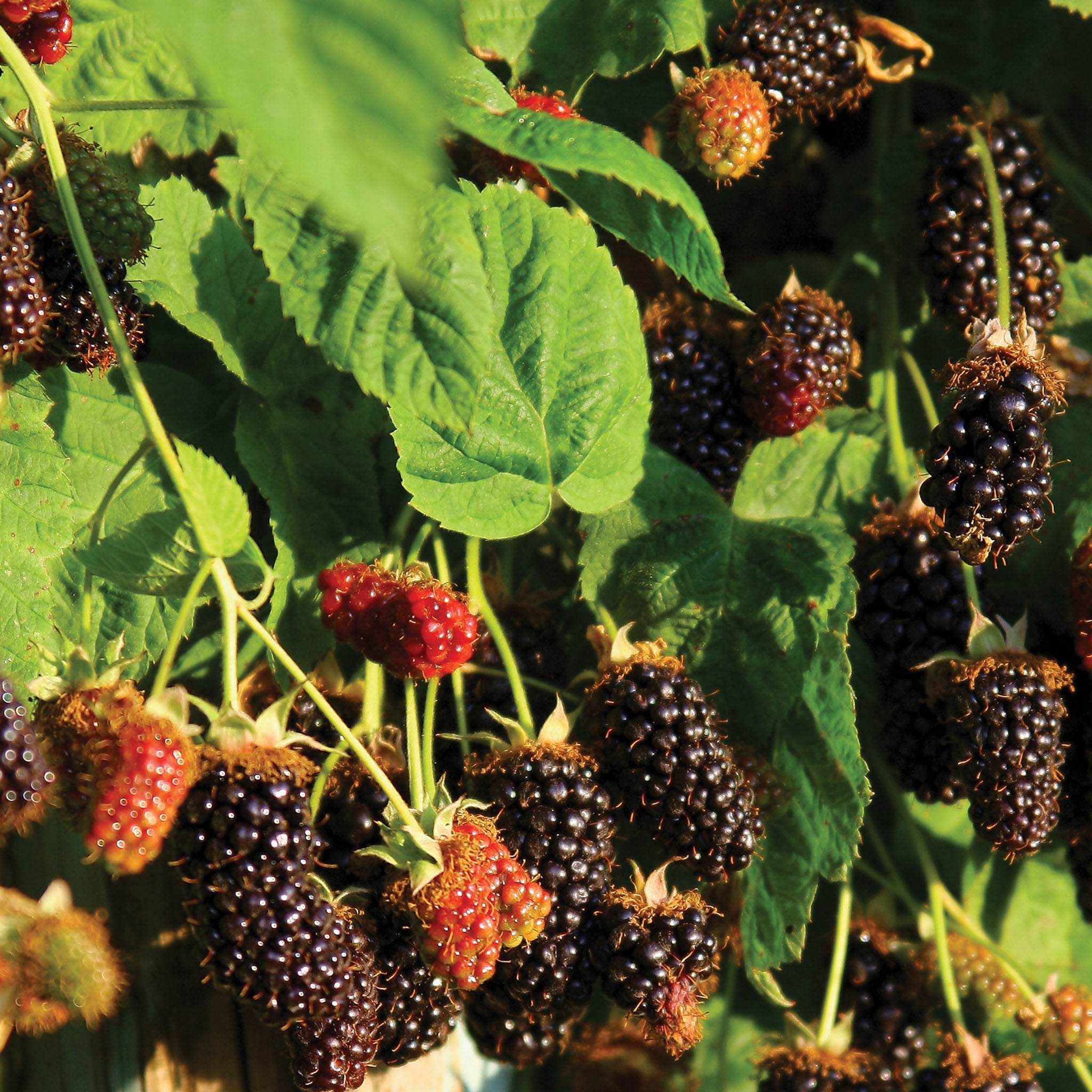 Marionberry