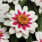 Starlight Rose Zinnia