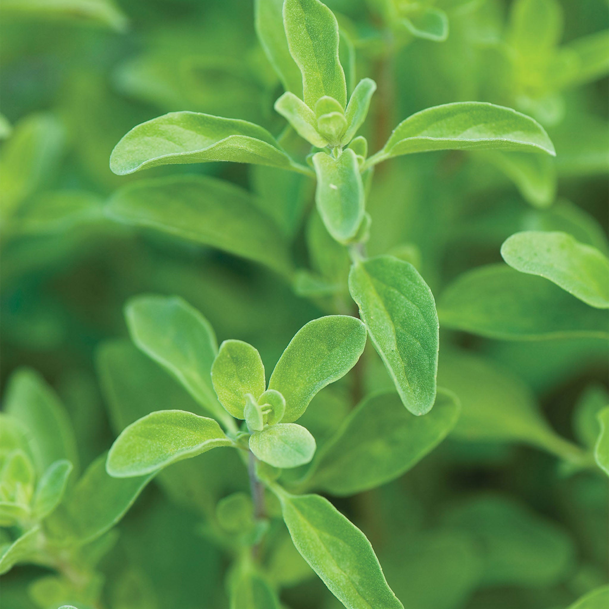 Sweet Marjoram