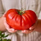 Burpee Garden Sown™ Groundswell Tomato