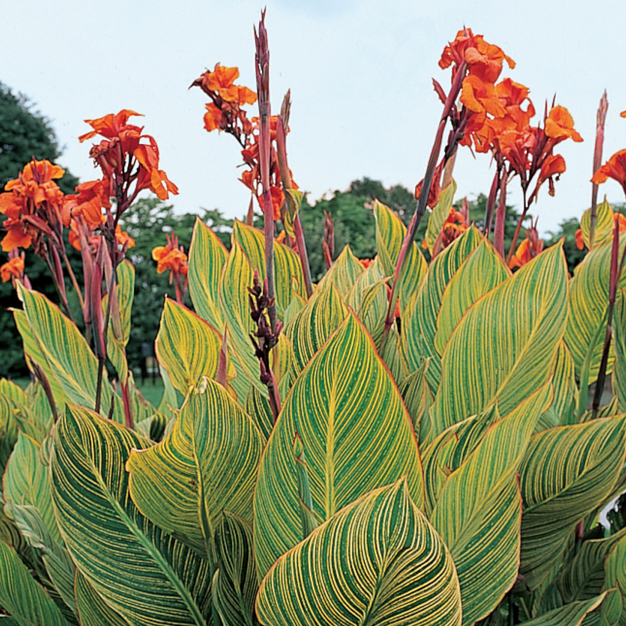 Variegated Pretoria Canna Bulb – Burpee Seeds & Plants