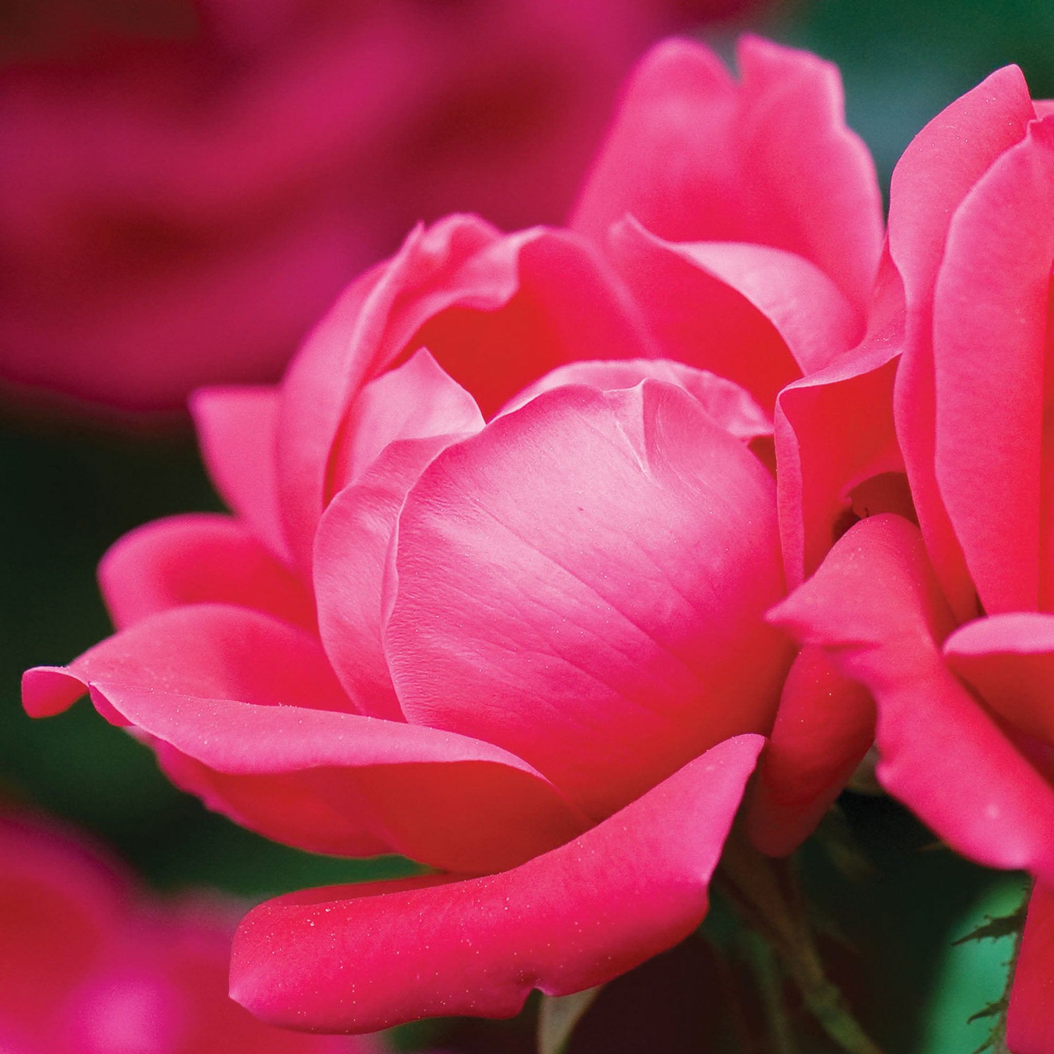 The Pink Double Knock Out Rose Bare Root
